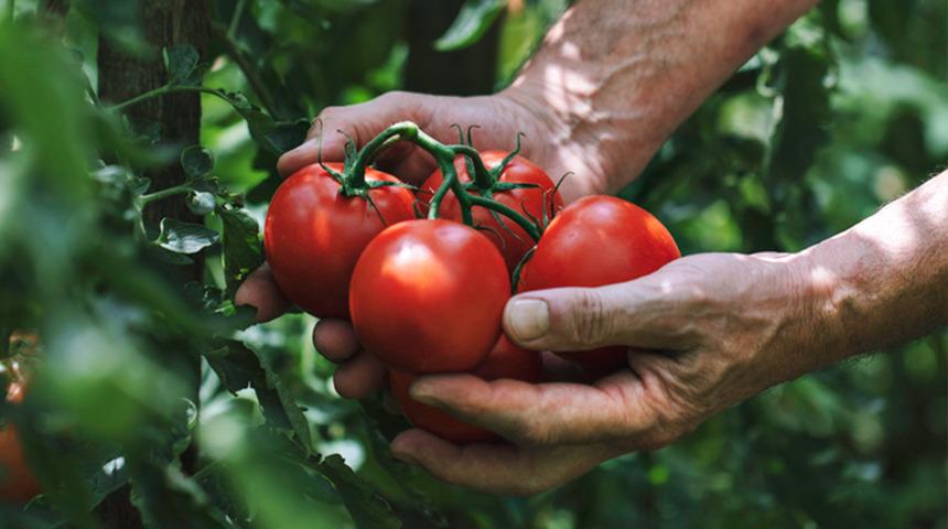 Meğer yıllardır yanlış saklıyormuşuz! Domateslerin &ccedil;&ouml;p olmasını engelleyen y&ouml;ntem