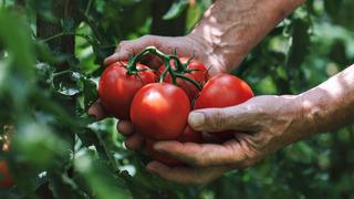 Meğer yıllardır yanlış saklıyormuşuz! Domateslerin çöp olmasını engelleyen yöntem