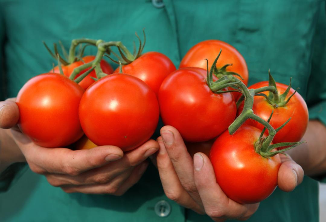 Meğer yıllardır yanlış saklıyormuşuz! Domateslerin &ccedil;&ouml;p olmasını engelleyen y&ouml;ntem 4