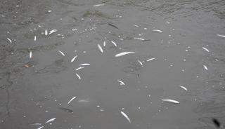 Sakarya'da endişelendiren g&ouml;r&uuml;nt&uuml;! Su y&uuml;zeyi &ouml;l&uuml; balıklarla kaplandı