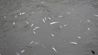 Sakarya'da endişelendiren görüntü! Su yüzeyi ölü balıklarla kaplandı