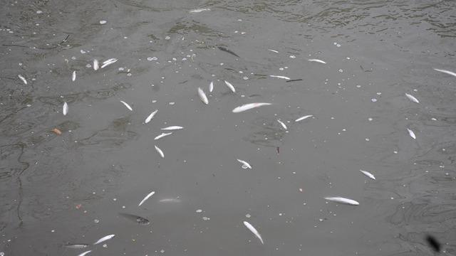 Sakarya'da endişelendiren görüntü! Su yüzeyi ölü balıklarla kaplandı