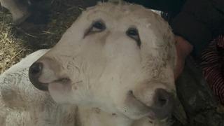 Nadir olay: Erzurum’da çift başlı buzağı dünyaya geldi