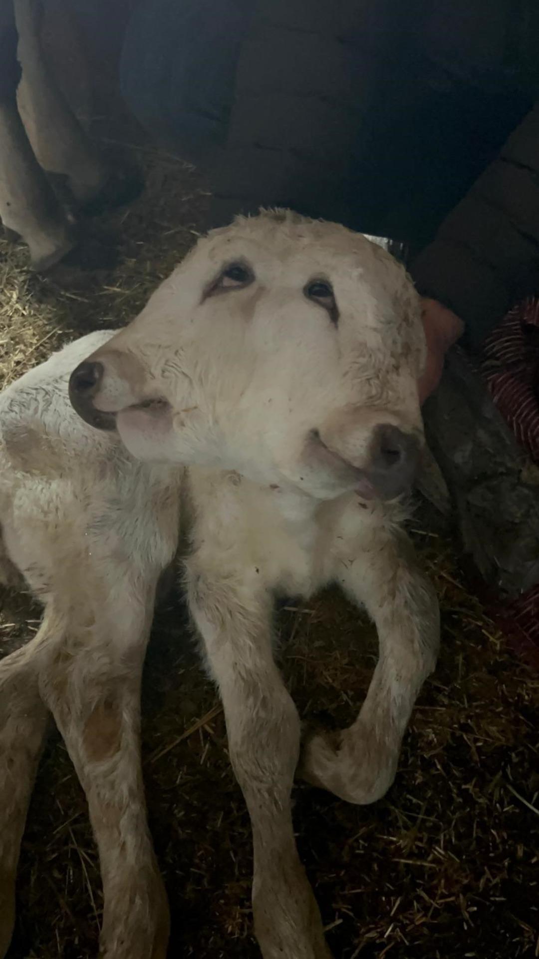 Nadir olay: Erzurum’da çift başlı buzağı dünyaya geldi 1