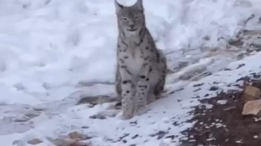 Şiran&rsquo;da yerleşim alanında vaşak g&ouml;r&uuml;nt&uuml;lendi