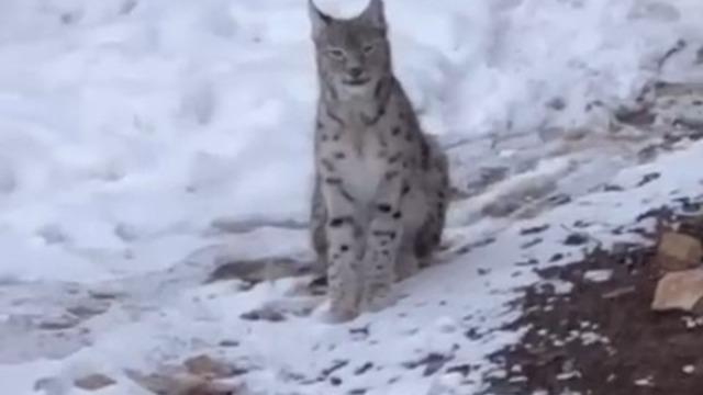 Şiran’da yerleşim alanında vaşak görüntülendi