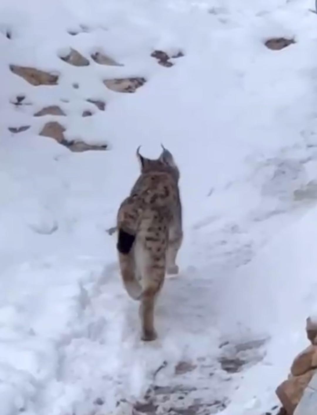 Şiran&rsquo;da yerleşim alanında vaşak g&ouml;r&uuml;nt&uuml;lendi 1