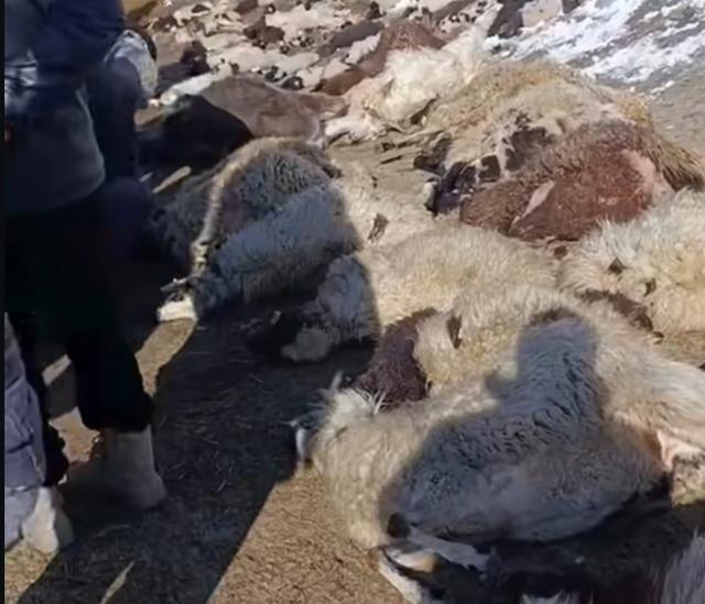 Van&rsquo;da ahırda feci yangın: 67 k&uuml;&ccedil;&uuml;kbaş hayvan telef oldu 7