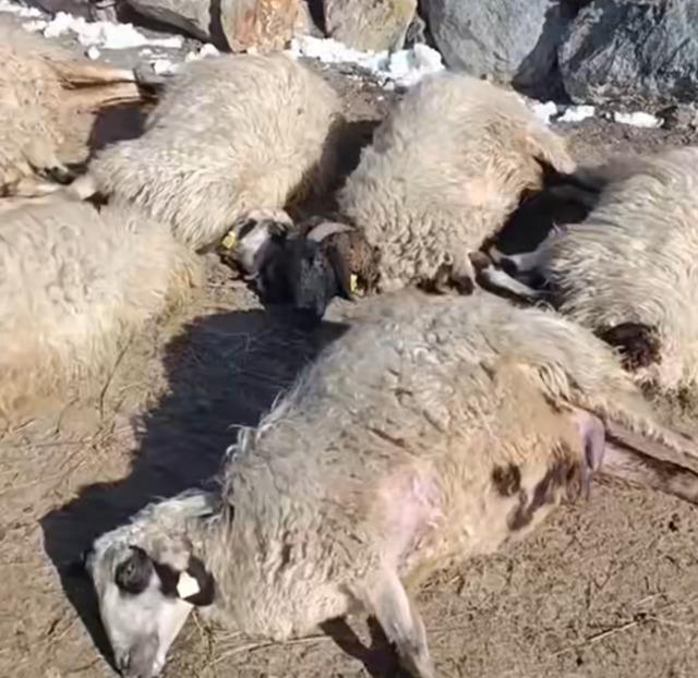 Van&rsquo;da ahırda feci yangın: 67 k&uuml;&ccedil;&uuml;kbaş hayvan telef oldu 6