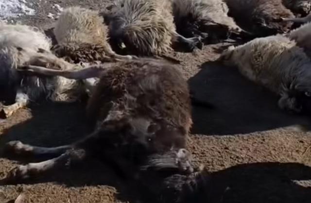 Van&rsquo;da ahırda feci yangın: 67 k&uuml;&ccedil;&uuml;kbaş hayvan telef oldu 5