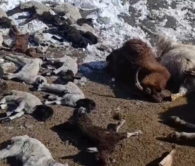 Van&rsquo;da ahırda feci yangın: 67 k&uuml;&ccedil;&uuml;kbaş hayvan telef oldu 4