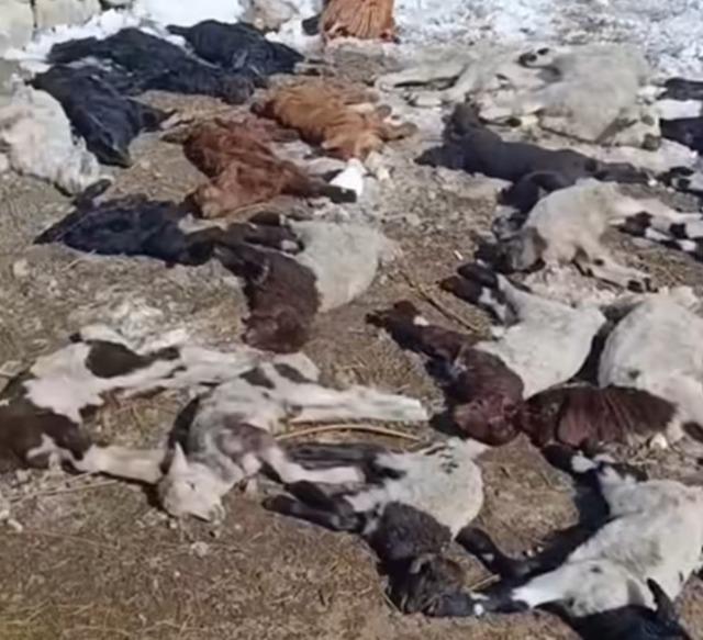 Van&rsquo;da ahırda feci yangın: 67 k&uuml;&ccedil;&uuml;kbaş hayvan telef oldu 3