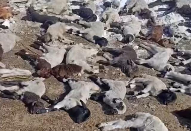 Van&rsquo;da ahırda feci yangın: 67 k&uuml;&ccedil;&uuml;kbaş hayvan telef oldu 2