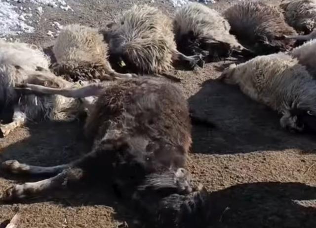 Van&rsquo;da ahırda feci yangın: 67 k&uuml;&ccedil;&uuml;kbaş hayvan telef oldu 1