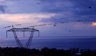 Spot piyasada elektrik fiyatları (10 Mart 2026)