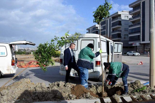 Siteler Mahallesi turunç ve ıhlamur kokacak