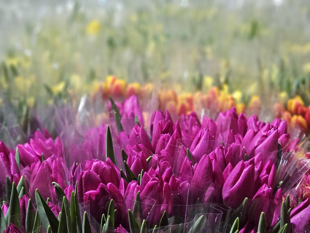 Kadınlar G&uuml;n&uuml; ne &ouml;zel sadece su kullanarak &uuml;retiliyor: Yılda 500 bin lale 3