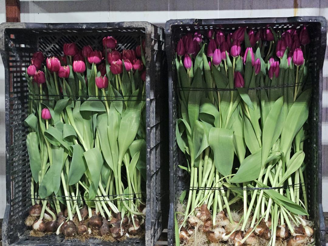 Kadınlar G&uuml;n&uuml; ne &ouml;zel sadece su kullanarak &uuml;retiliyor: Yılda 500 bin lale 5