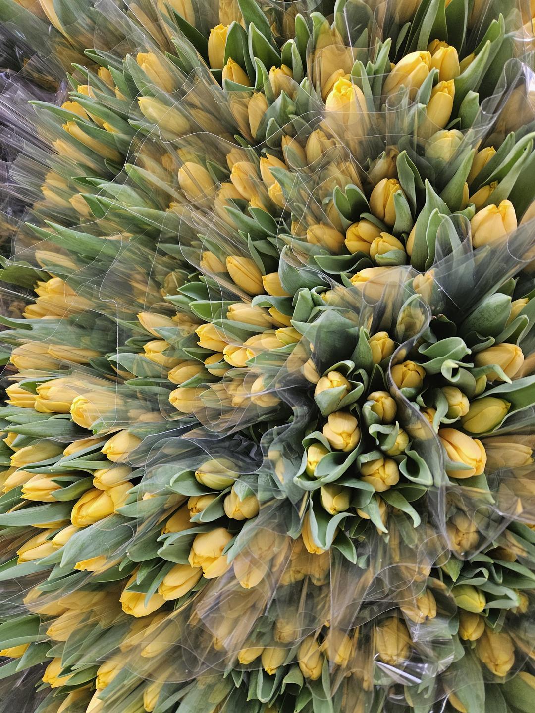 Kadınlar G&uuml;n&uuml; ne &ouml;zel sadece su kullanarak &uuml;retiliyor: Yılda 500 bin lale 4