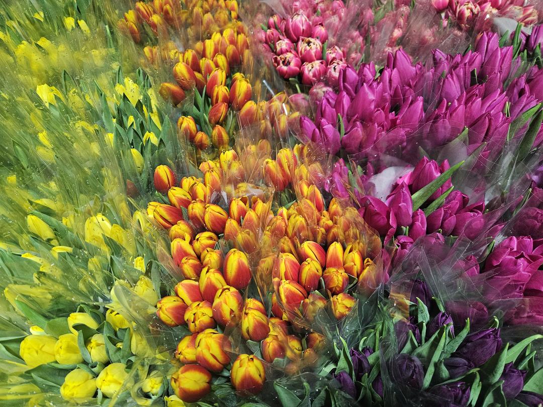 Kadınlar G&uuml;n&uuml; ne &ouml;zel sadece su kullanarak &uuml;retiliyor: Yılda 500 bin lale 1