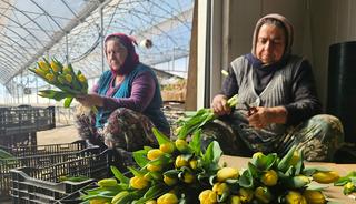 Kadınlar G&uuml;n&uuml;'ne &ouml;zel sadece su kullanarak &uuml;retiliyor: Yılda 500 bin lale