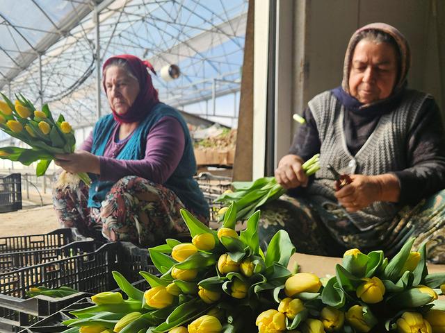 Kadınlar G&uuml;n&uuml;'ne &ouml;zel sadece su kullanarak &uuml;retiliyor: Yılda 500 bin lale