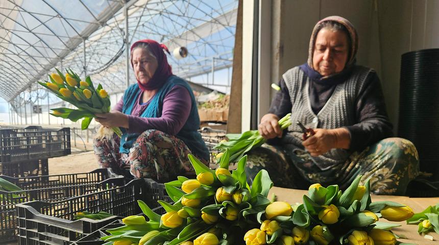 Kadınlar G&uuml;n&uuml;'ne &ouml;zel sadece su kullanarak &uuml;retiliyor: Yılda 500 bin lale