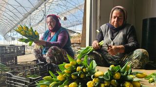Kadınlar Günü'ne özel sadece su kullanarak üretiliyor: Yılda 500 bin lale