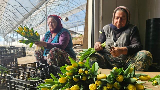 Kadınlar Günü'ne özel sadece su kullanarak üretiliyor: Yılda 500 bin lale