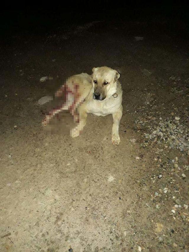 Bahçesine giren Kangal köpeği av tüfeğiyle vurdu