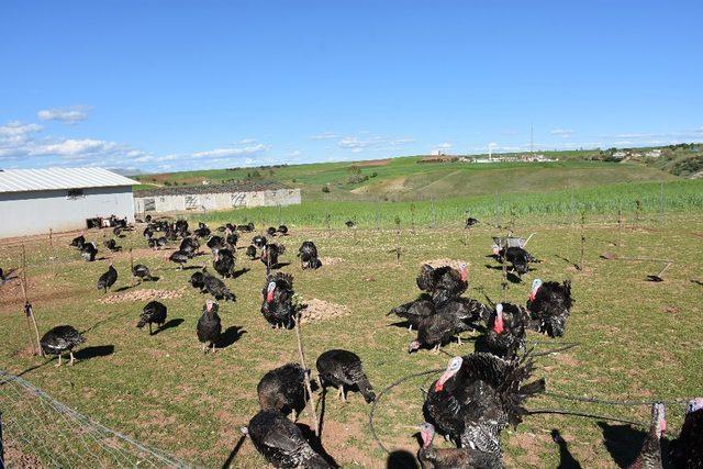 Kahta’da organik hindi yetiştiriyor