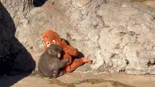 Dünyayı hüzünlendiren Punch’ın yüzü güldü! Yavru maymun arkadaş buldu