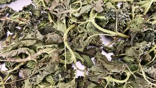 Çoğu kişi yabani ot sanıyor ama bağışıklık kalkanı çıktı