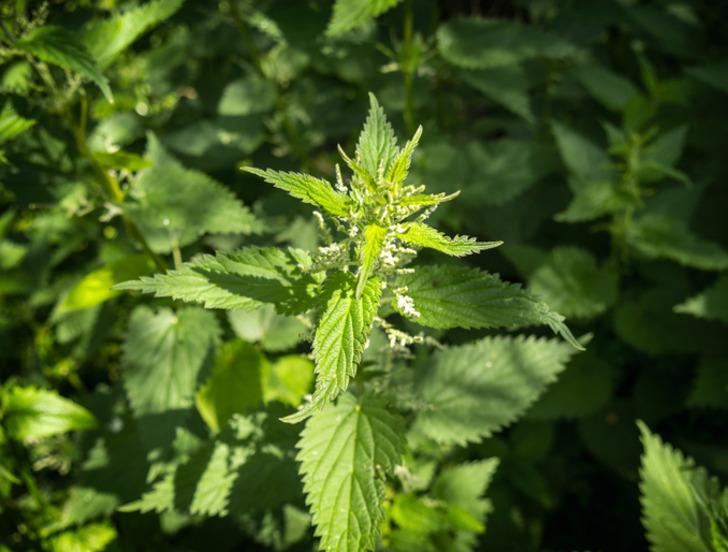 Sizce ısırgan otu ger&ccedil;ekten mucizevi mi?