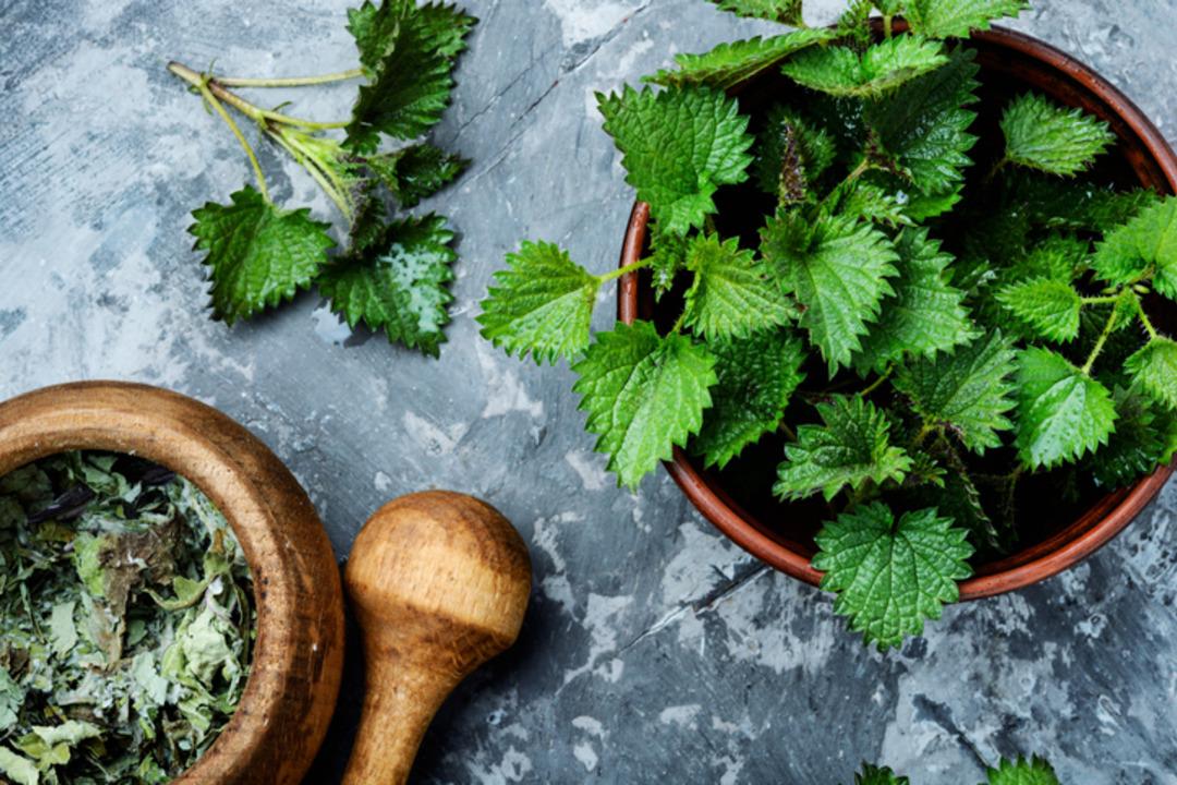 Çoğu kişi yabani ot sanıyor ama bağışıklık kalkanı çıktı 2