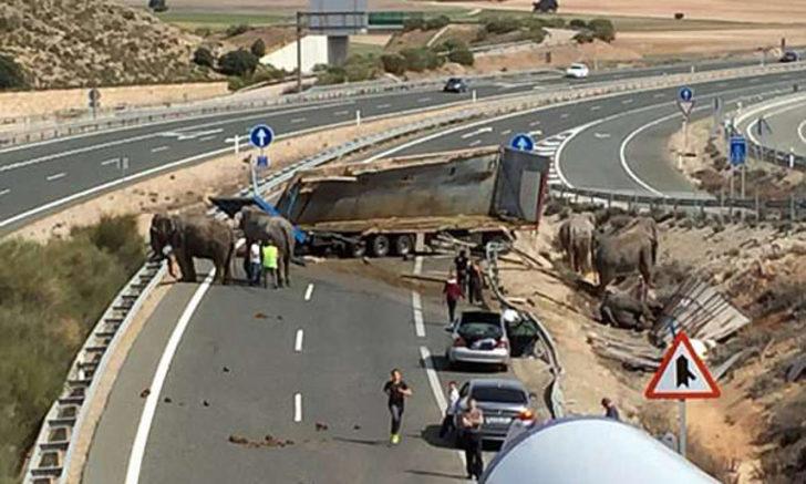 İspanya'da filler otoyolu kapattı  G1