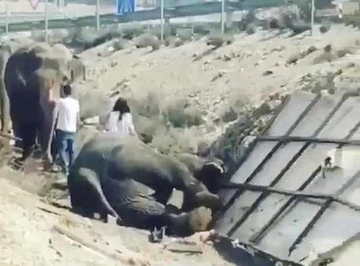 İspanya'da filler otoyolu kapattı  G2