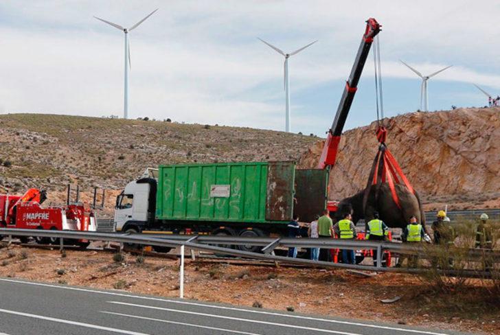 İspanya'da filler otoyolu kapattı  G3