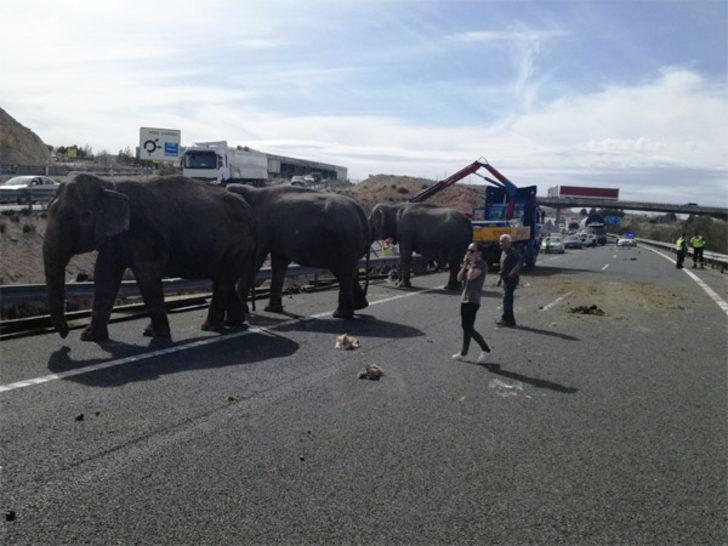 İspanya'da filler otoyolu kapattı  G4
