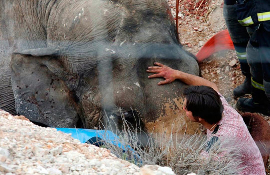 İspanya'da filler otoyolu kapattı 