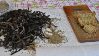 Kuraklığın ekmeği: Deniz çayırı tohumları su kıtlığına umut oldu