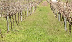 Tescillenen "G&uuml;n Işığı" &uuml;z&uuml;m&uuml;n&uuml;n yaygınlaştırılması hedefleniyor