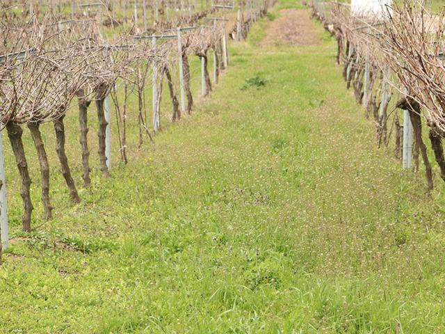 Tescillenen "G&uuml;n Işığı" &uuml;z&uuml;m&uuml;n&uuml;n yaygınlaştırılması hedefleniyor