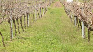 Tescillenen Gün Işığı üzümünün yaygınlaştırılması hedefleniyor