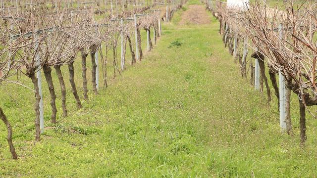 Tescillenen Gün Işığı üzümünün yaygınlaştırılması hedefleniyor