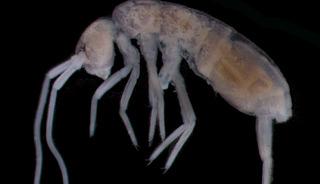 Yerin 2 kilometre altında yaşayan canlı bulundu