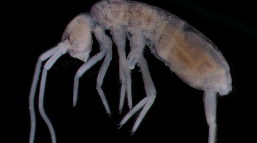 Işığın ulaşamadığı yerde hayat: Yerin 2 kilometre altında yaşayan canlı bulundu