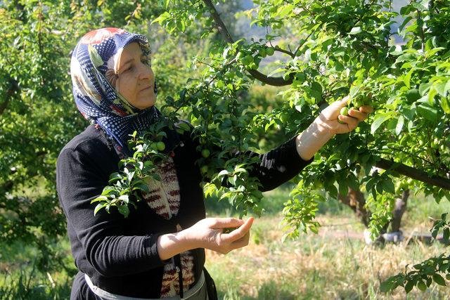 Açıkta erik çıktı, kilosu 25 liraya düştü