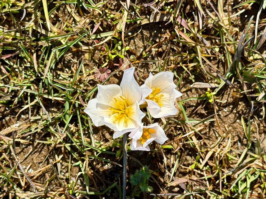 Dağ eteklerini kapladılar! Daha kar erimeden baharın müjdesini verdi 1