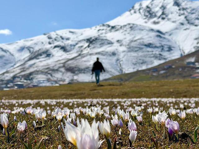 Daha kar erimeden baharın m&uuml;jdesini verdi